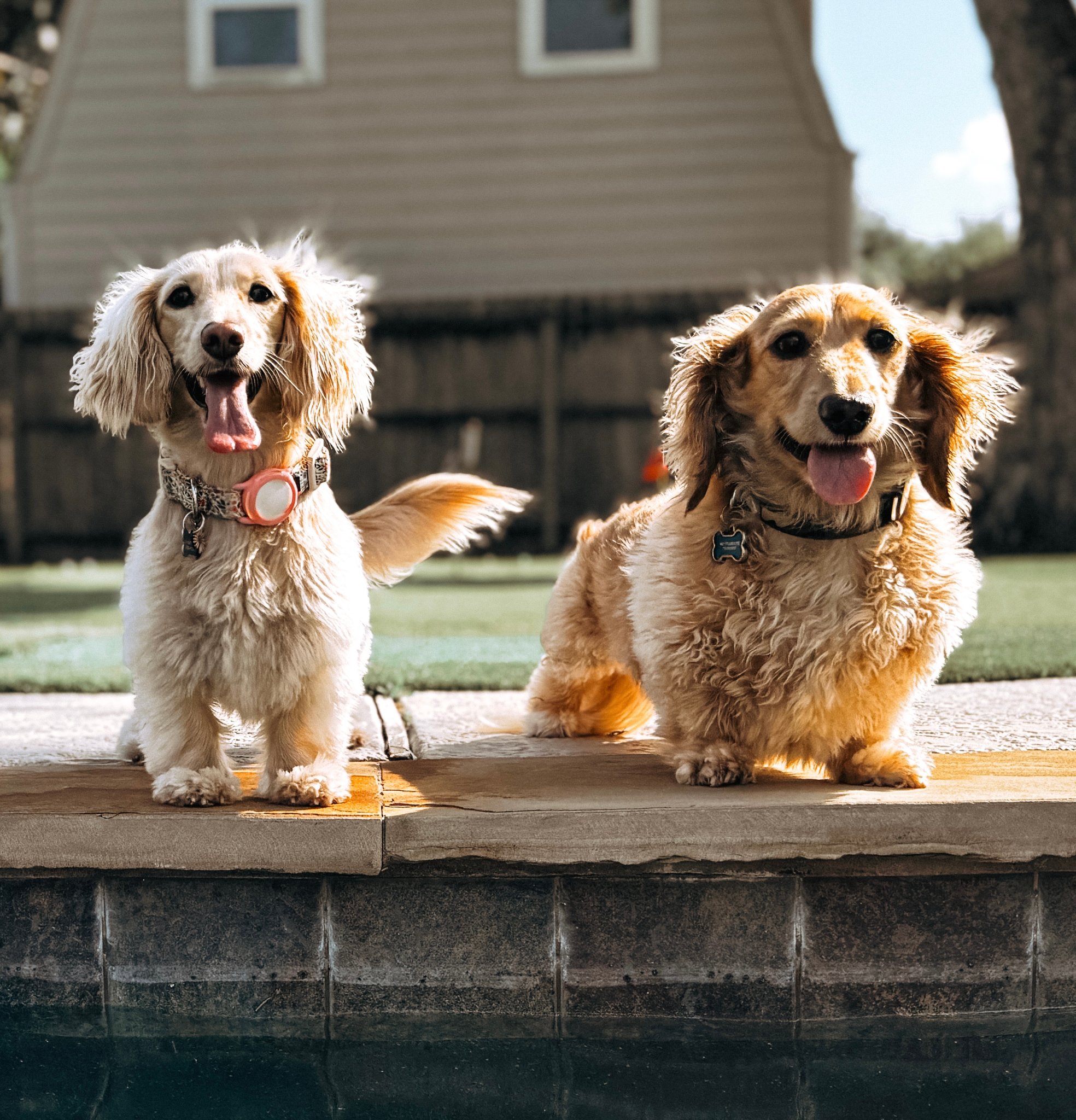 Frank and Maggie — the long dogs behind Long Dog Designs